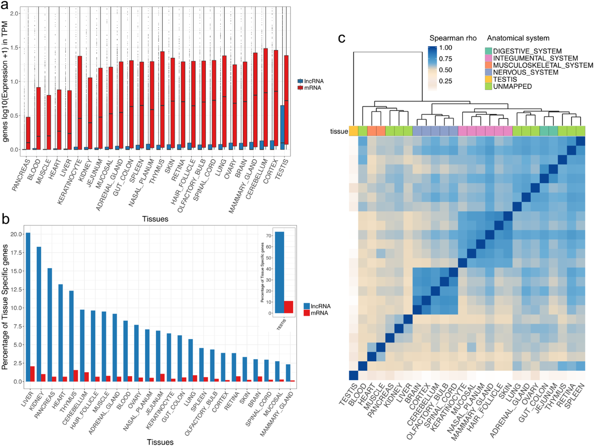 Characterisation and functional predictions of canine long non-coding RNAs  | Scientific Reports