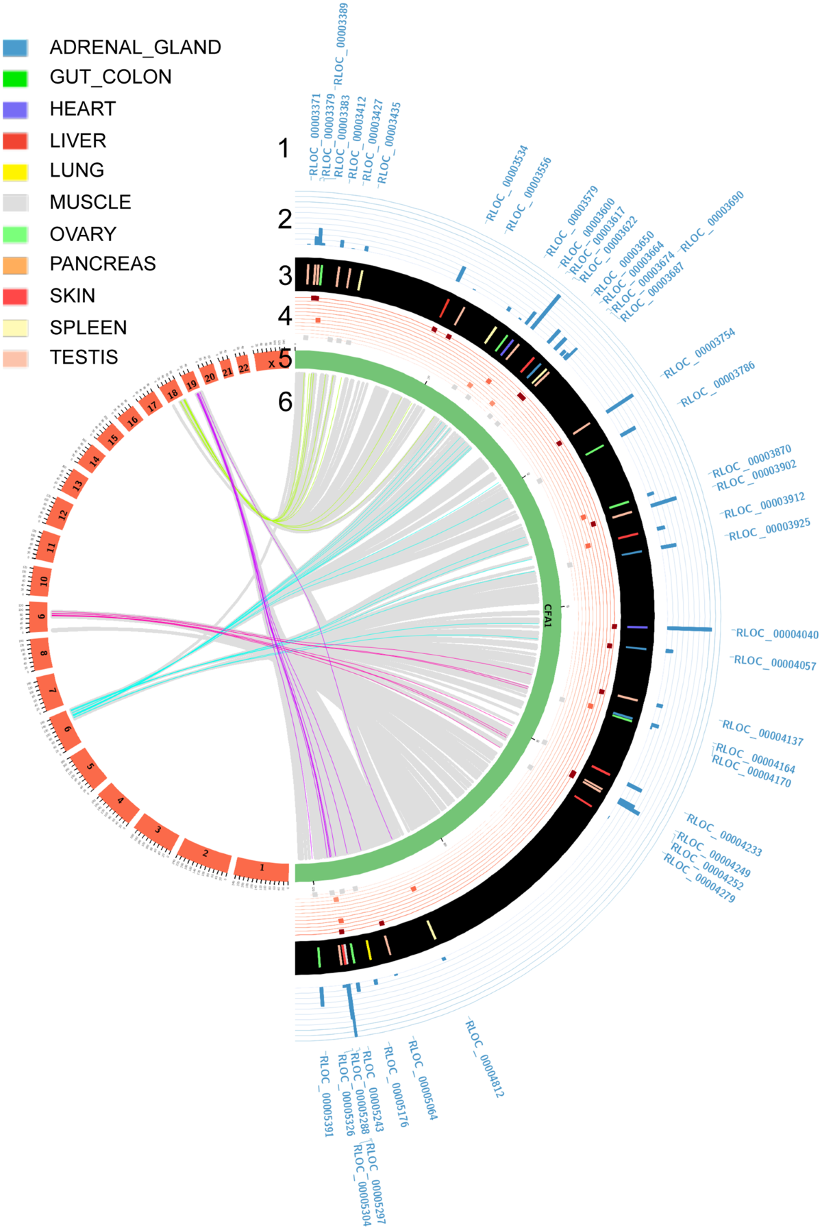Characterisation and functional predictions of canine long non-coding RNAs  | Scientific Reports
