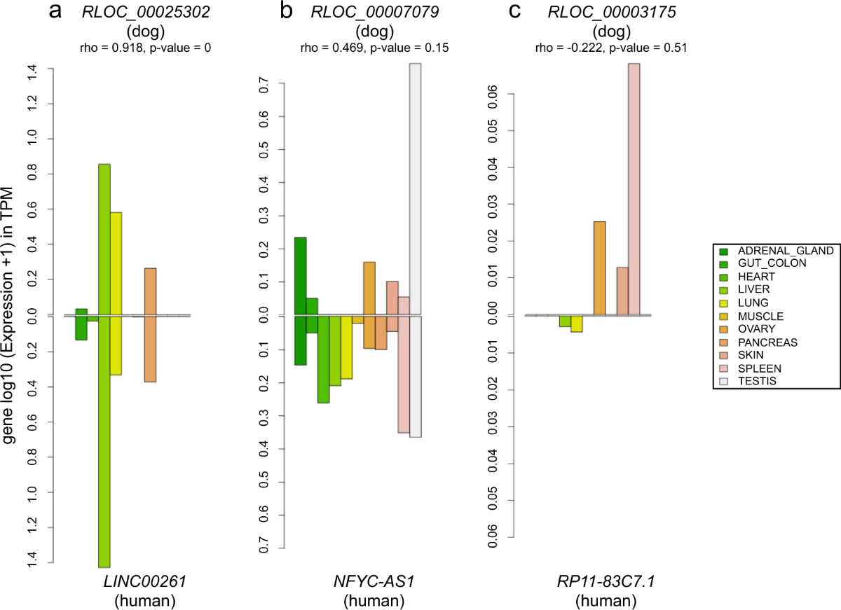 Characterisation and functional predictions of canine long non-coding RNAs  | Scientific Reports