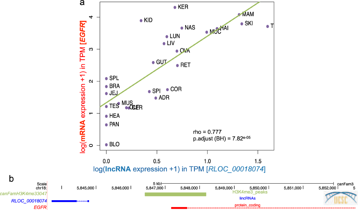 Characterisation and functional predictions of canine long non-coding RNAs  | Scientific Reports