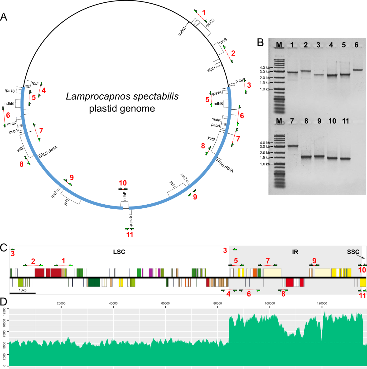 Reconfiguration of the plastid genome in Lamprocapnos spectabilis: IR  boundary shifting, inversion, and intraspecific variation | Scientific  Reports