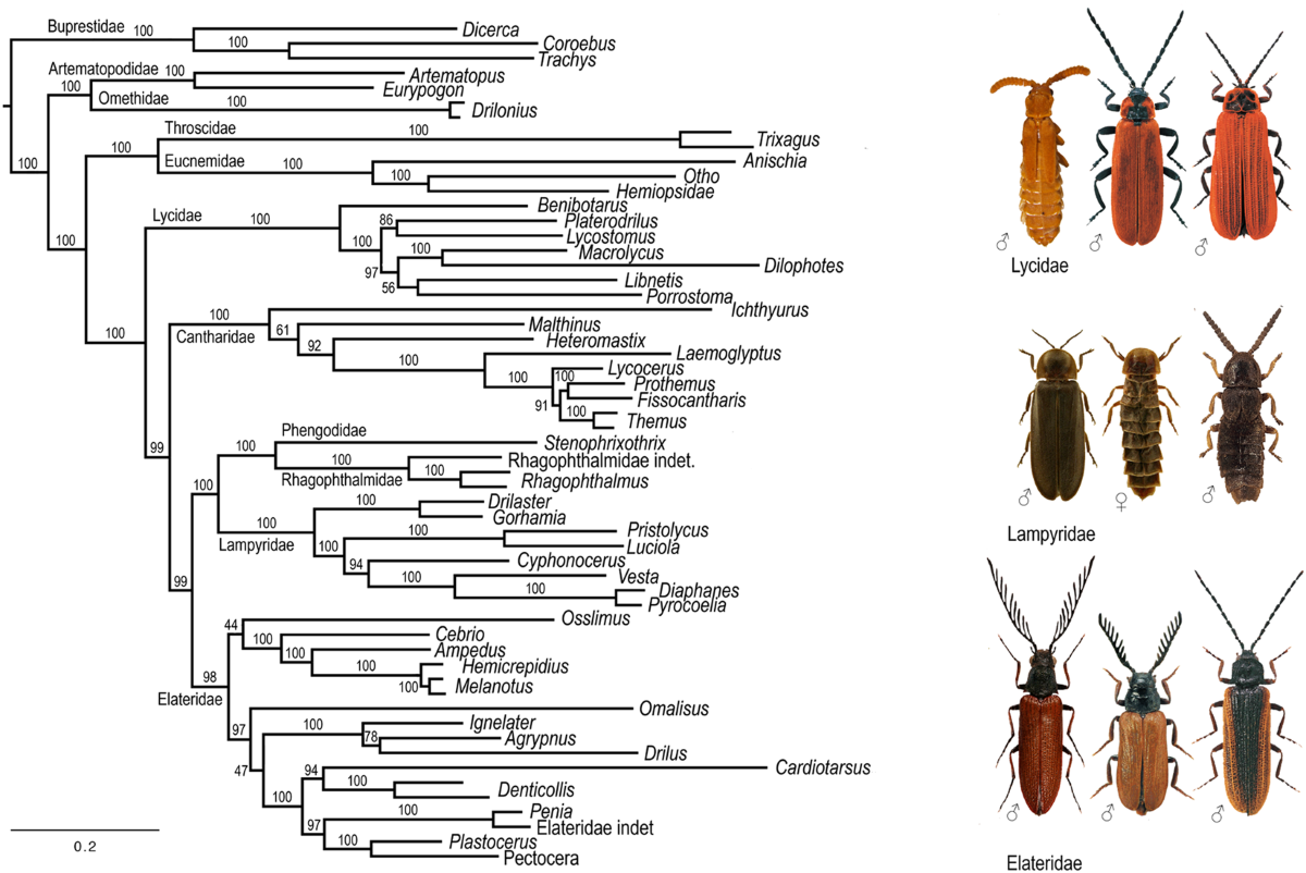 Species New to Science: [Entomology • 2019] Sinopyrophorus schimmeli •  Sinopyrophorinae, A New Subfamily of Elateridae (Coleoptera, Elateroidea)  with the First Record of A Luminous Click Beetle in Asia and Evidence for, image size:1200x802
