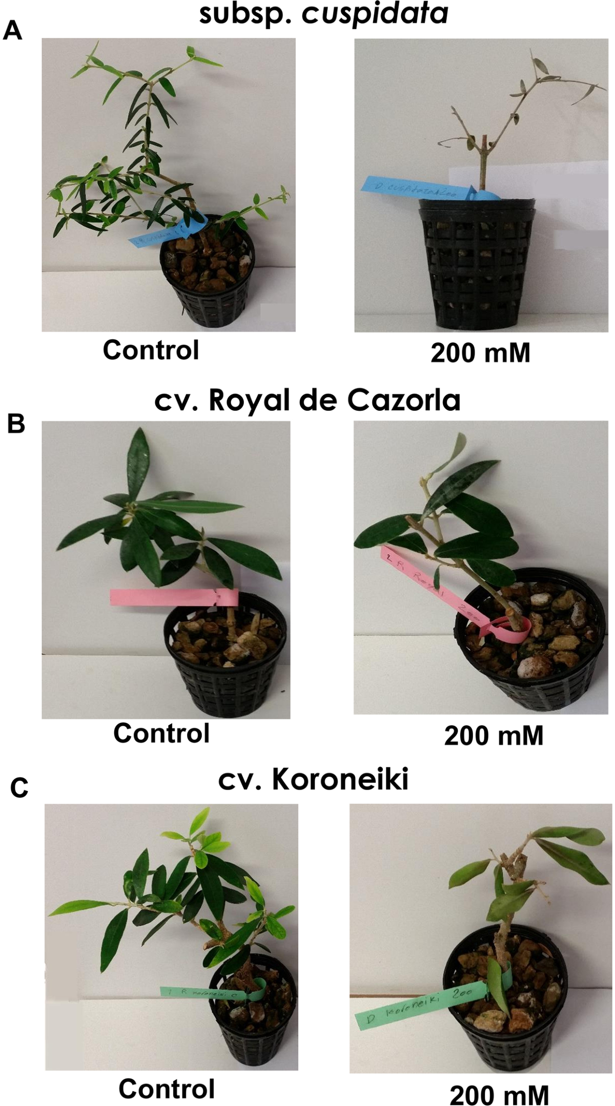 Physiological, epigenetic and genetic regulation in some olive cultivars  under salt stress | Scientific Reports