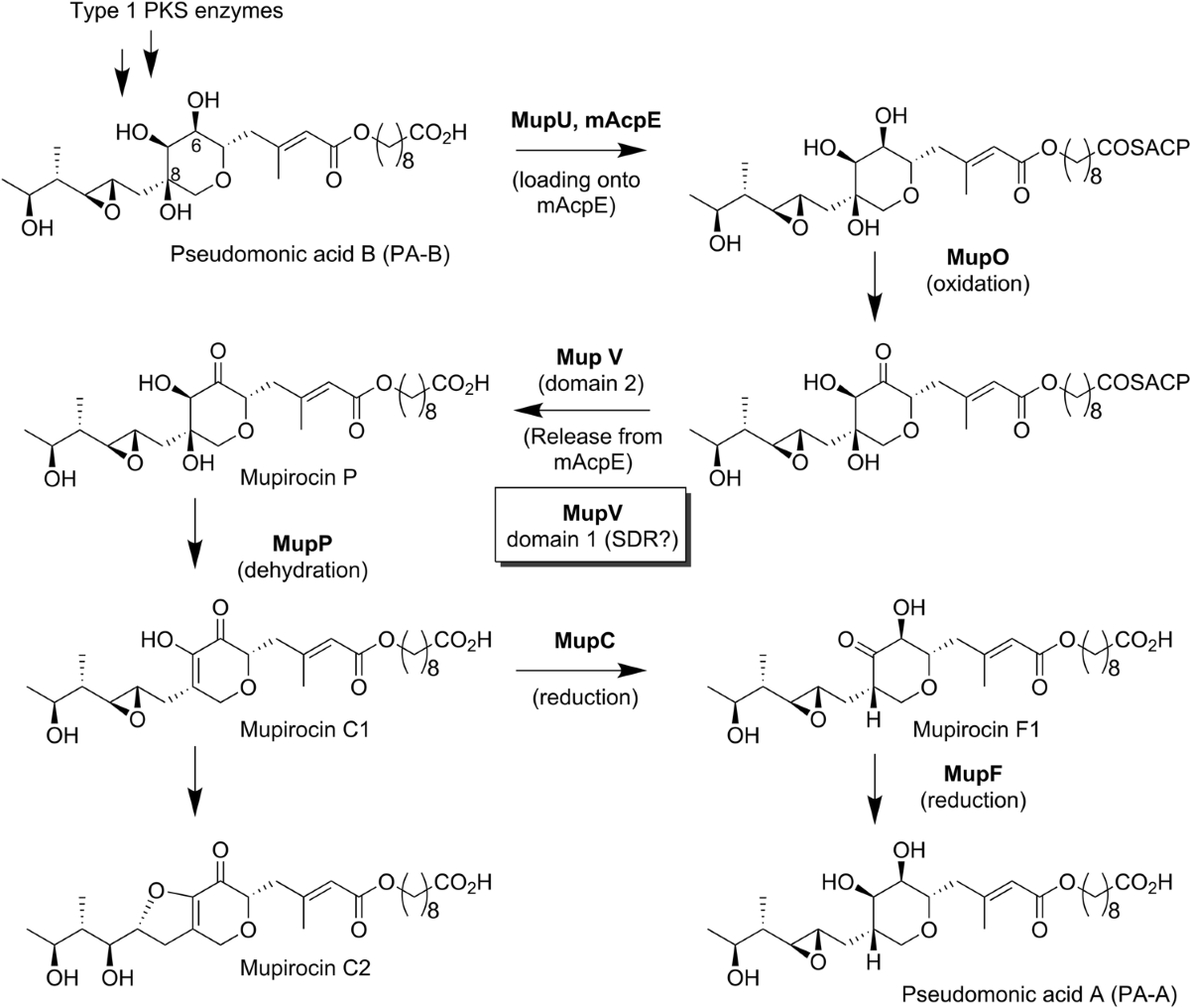 Defining the genes for the final steps in biosynthesis of the 