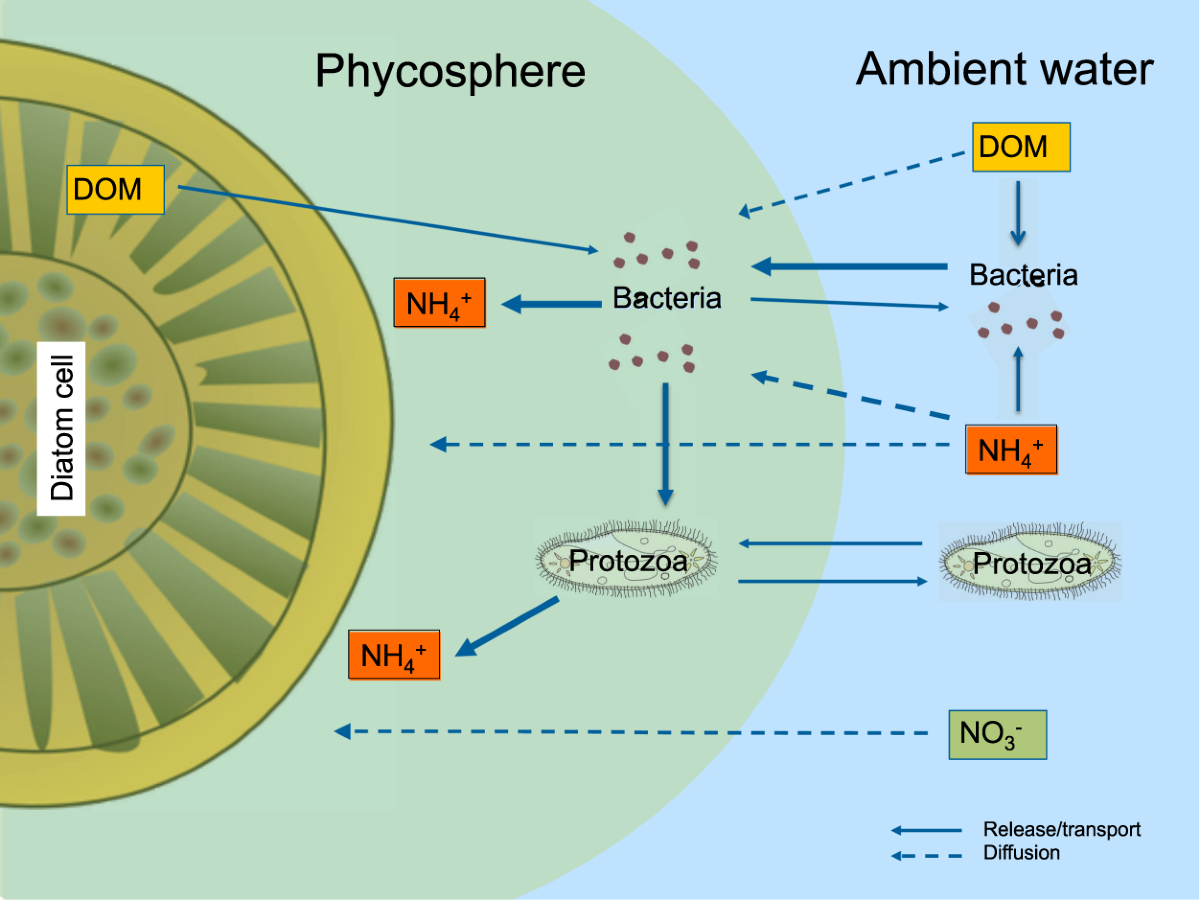 Spontaneous evolution of heterotrophy in cultured dinoflagellate algae:  Current Biology, image size:1200x900