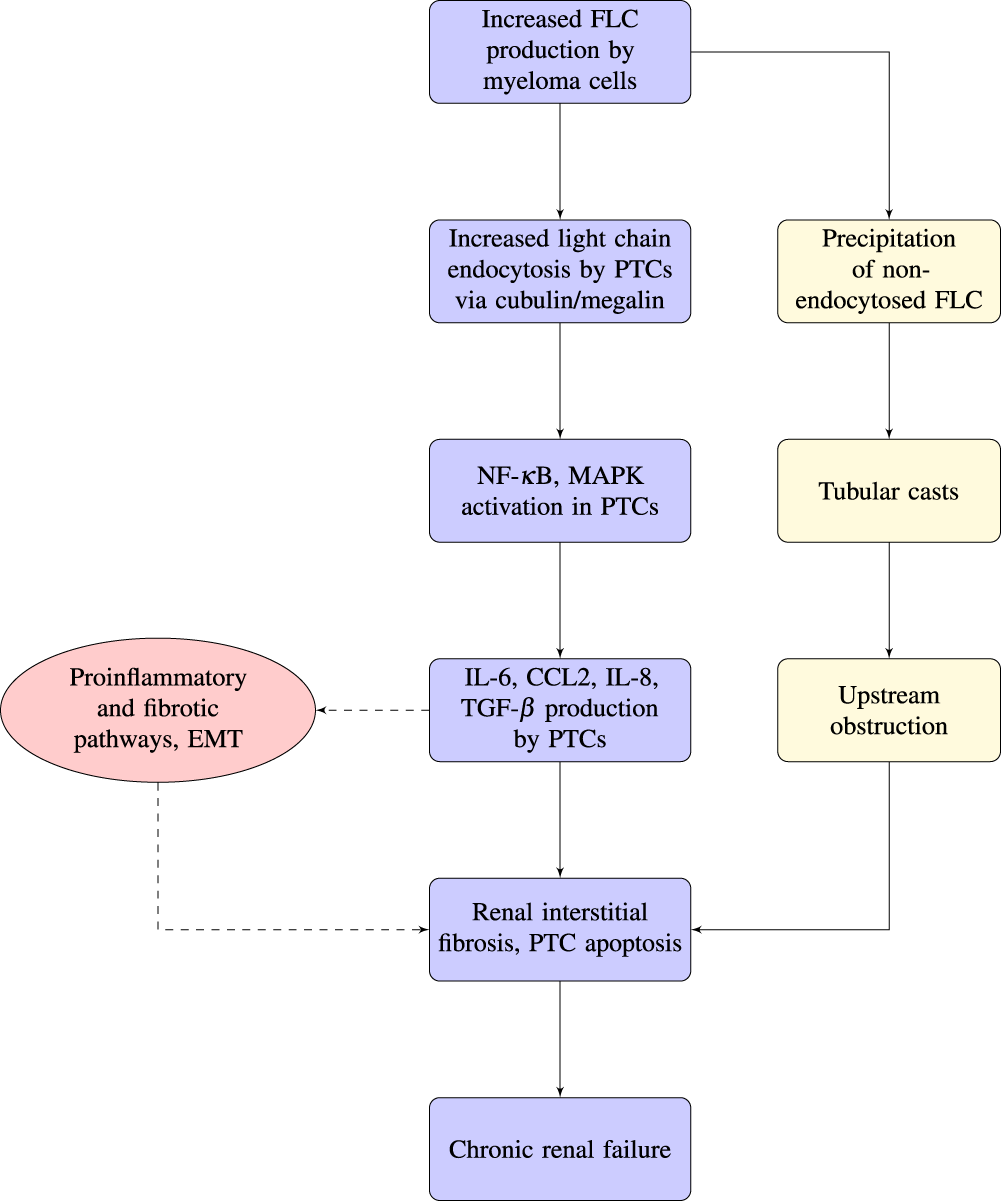 Modeling the Effects of Multiple Myeloma on Kidney Function | Scientific  Reports