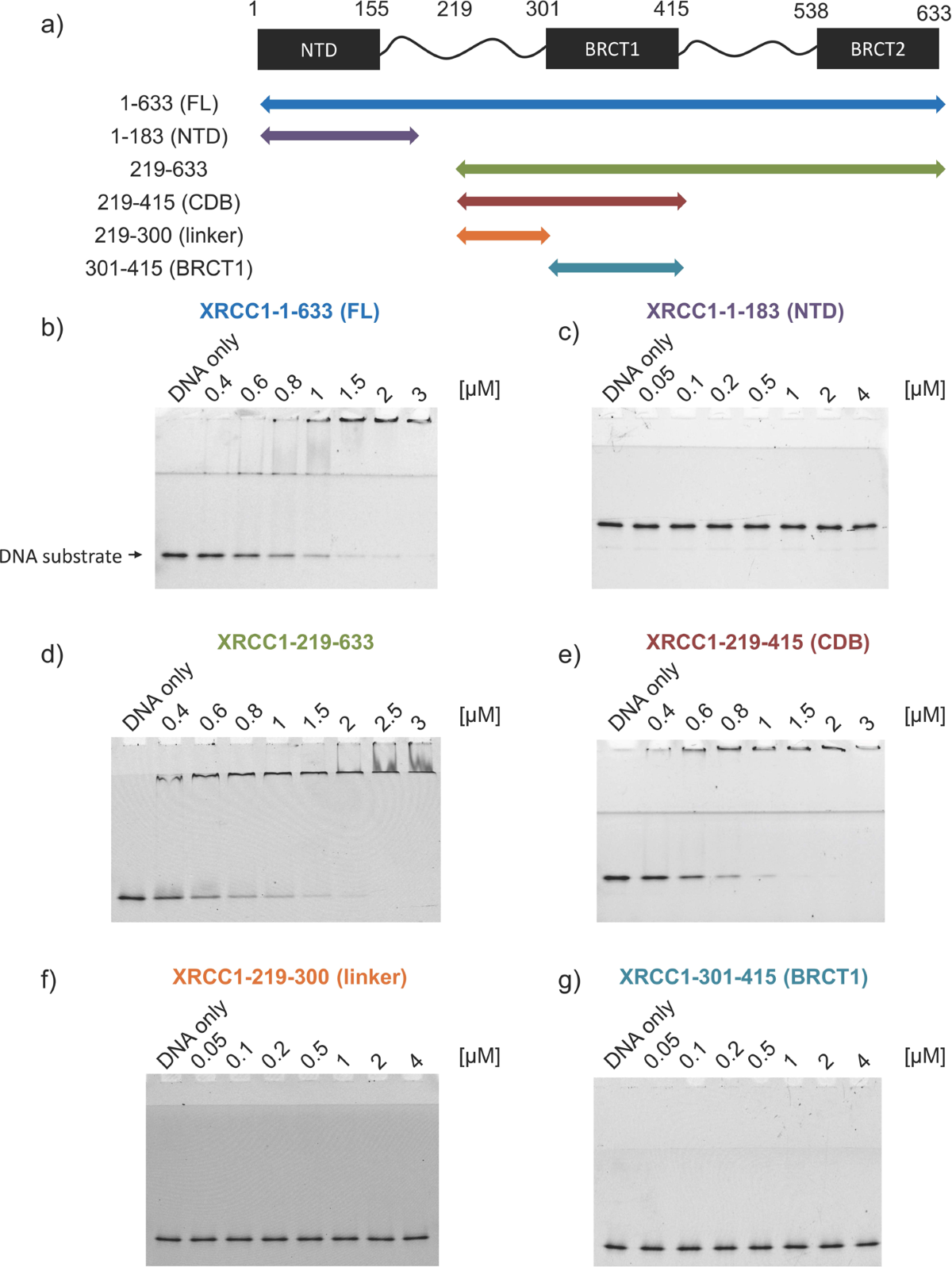 Identification of an XRCC1 DNA binding activity essential for retention at  sites of DNA damage | Scientific Reports