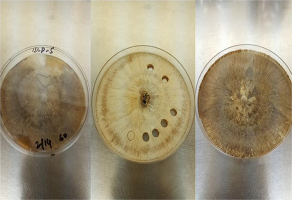 Anastomosis Groups of Rhizoctonia solani associated with tomato foot rot in  Pothohar Region of Pakistan | Scientific Reports