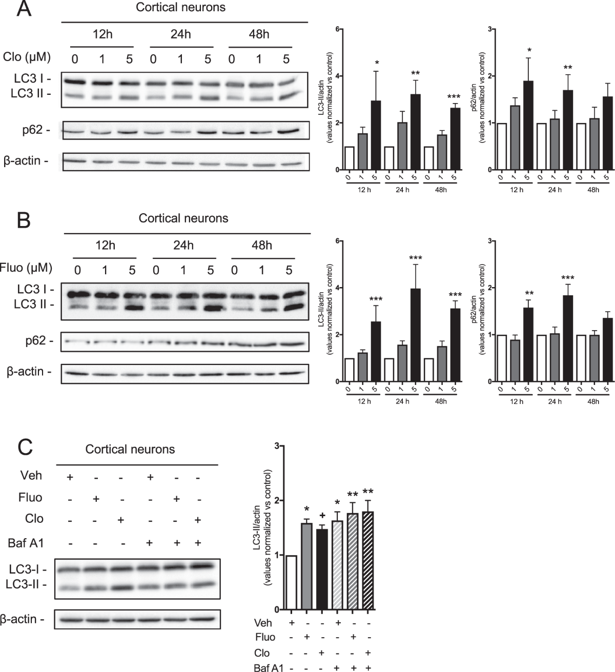 The tricyclic antidepressant clomipramine inhibits neuronal autophagic flux  | Scientific Reports