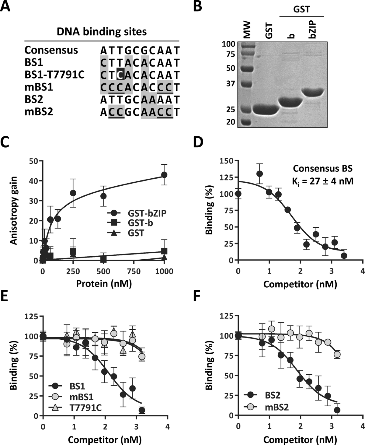 Characterization of an HPV33 natural variant with enhanced transcriptional  activity suggests a role for C/EBPβ in the regulation of the viral early  promoter | Scientific Reports