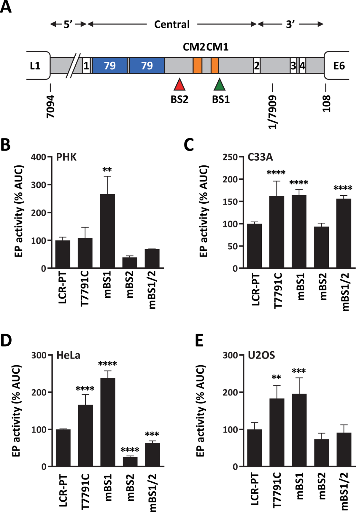 Characterization of an HPV33 natural variant with enhanced transcriptional  activity suggests a role for C/EBPβ in the regulation of the viral early  promoter | Scientific Reports