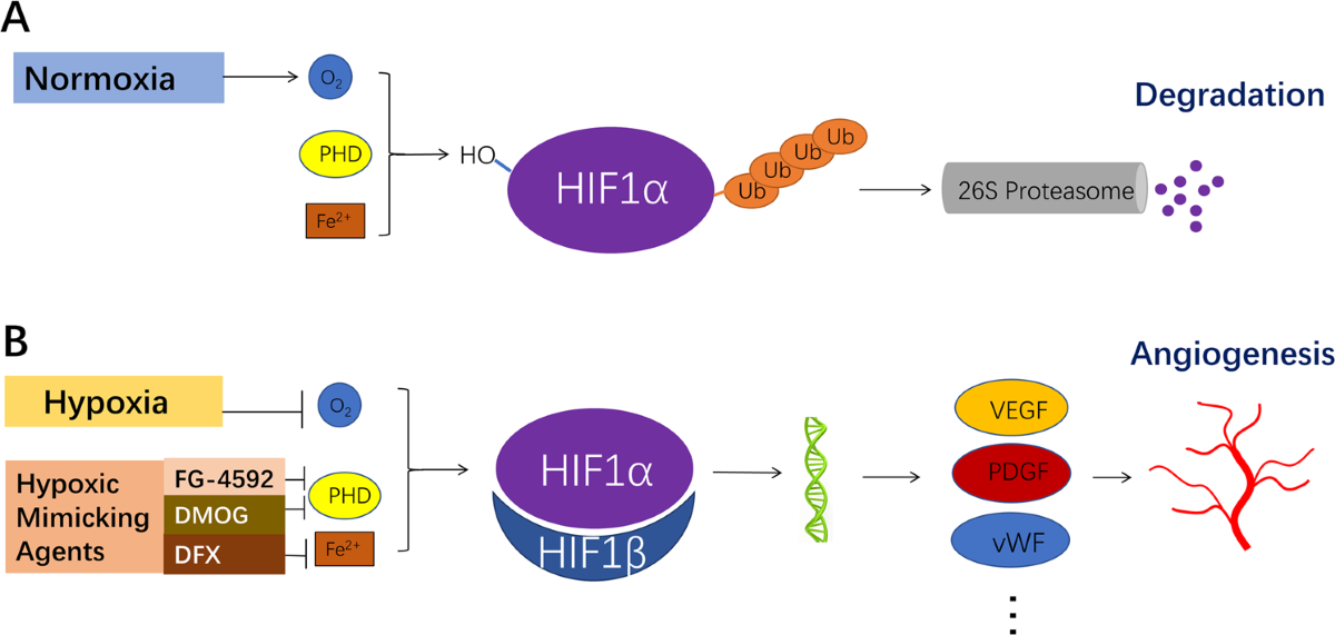 The pro-angiogenic role of hypoxia inducible factor stabilizer FG-4592 and its application in an in vivo tissue engineering chamber model | Scientific Reports the-pro-angiogenic-role-of-hypoxia-inducible-factor-stabilizer-fg-4592-and-its-application-in-an-in-vivo-tissue-engineering-chamber-model-scientific-reports