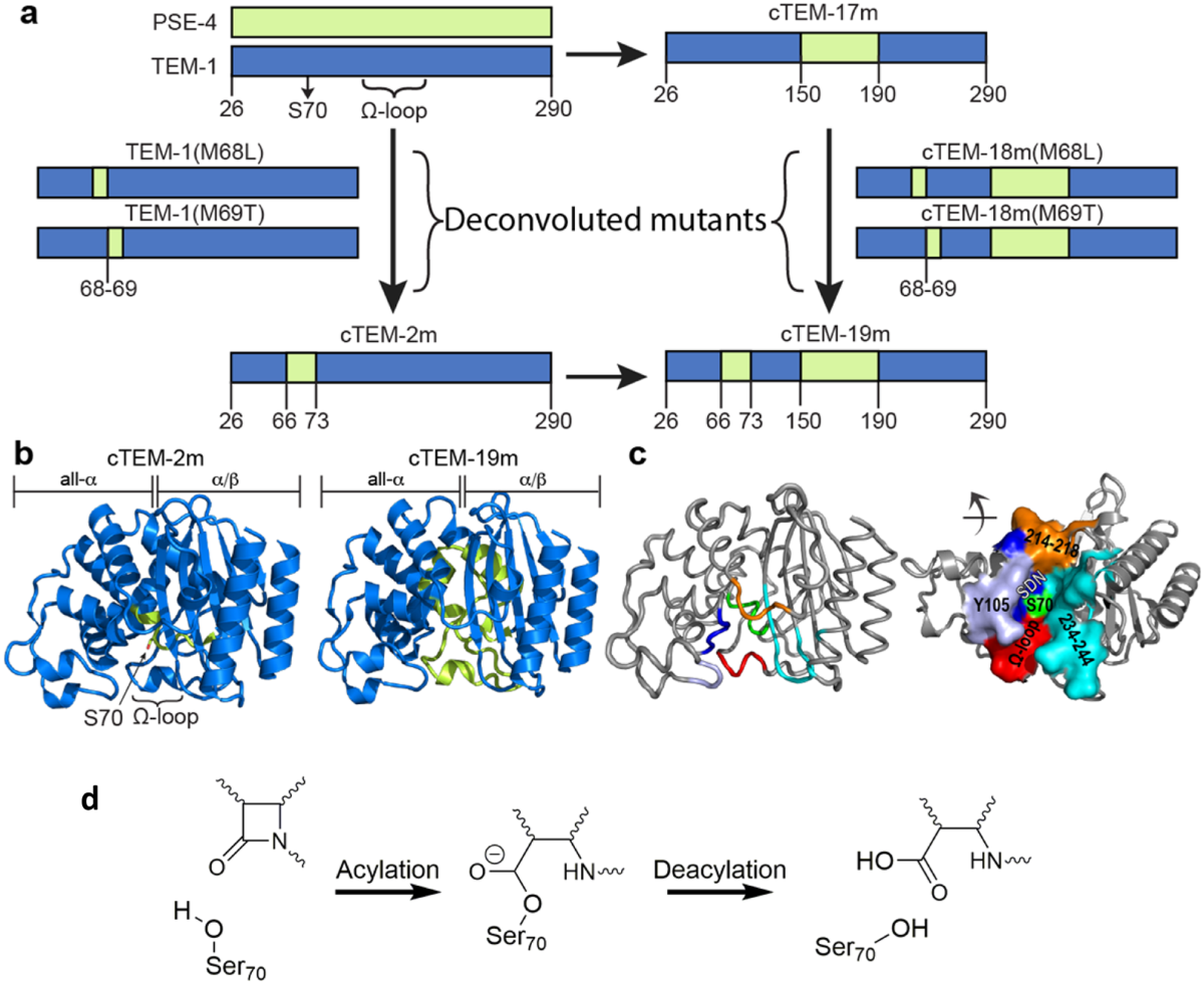 The Structural Dynamics of Engineered β-Lactamases Vary Broadly on Three  Timescales yet Sustain Native Function | Scientific Reports, image size:1200x981