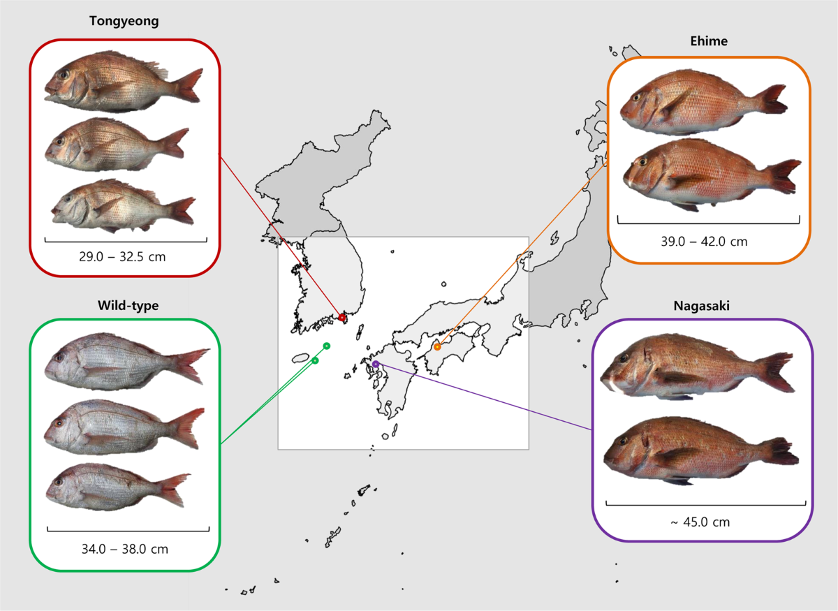 Why does 'bream' refer to different fish in Europe vs. America