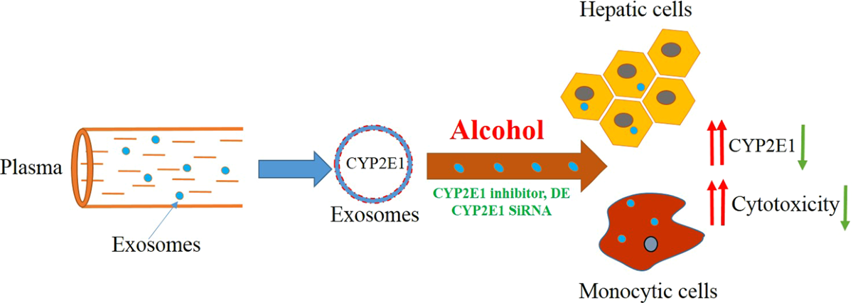 cyp2e1 acetaminophen glutathione ethanol Cooperativity in metabolism of and styrene mixtures Plasma exosomes exacerbate alcohol- and