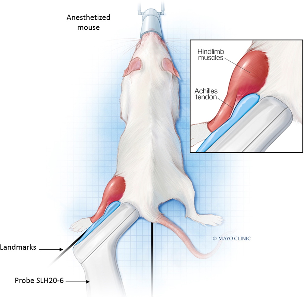 Development of a novel multiphysical approach for the characterization of  mechanical properties of musculotendinous tissues | Scientific Reports, image size:995x972