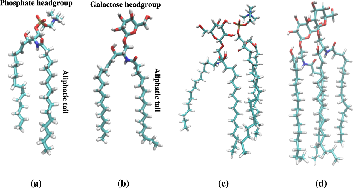sho c. takatori lipid membrane 2019 Role of lipid composition on the structural and mechanical features of  axonal membranes: a molecular simulation study