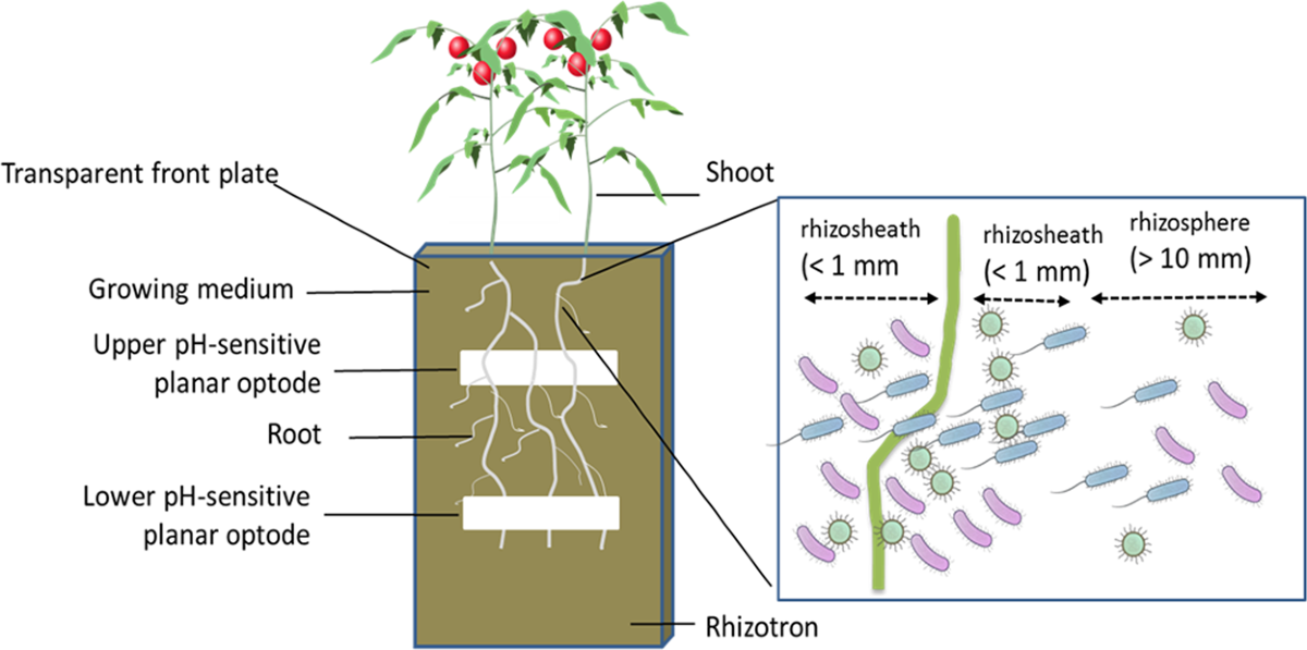 Tomato plants rather than fertilizers drive microbial community structure  in horticultural growing media | Scientific Reports