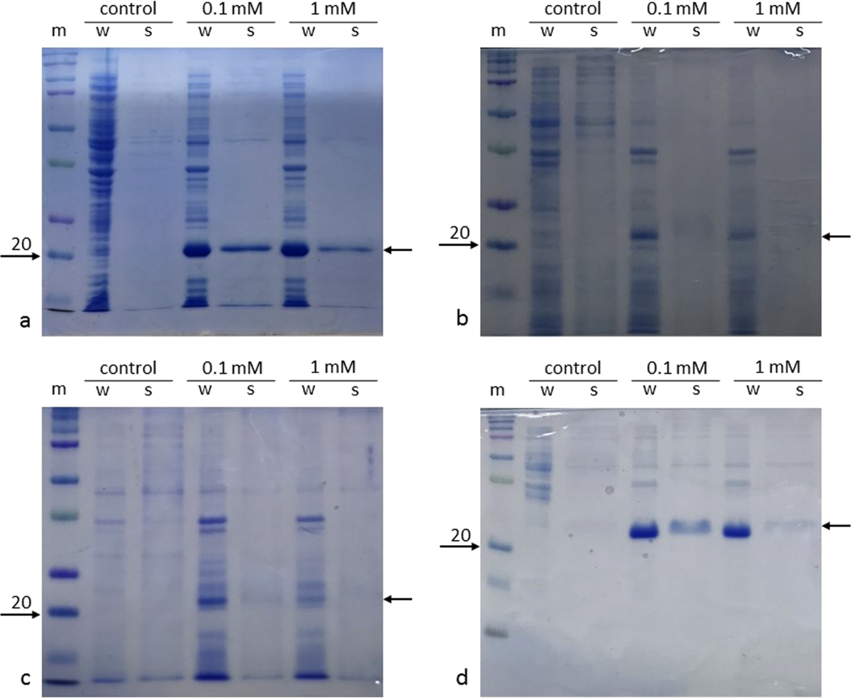 An improved method for the heterologous production of soluble human  ribosomal proteins in Escherichia coli | Scientific Reports