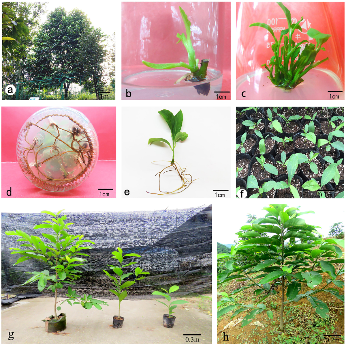 An efficient micropropagation protocol for an endangered ornamental tree  species (Magnolia sirindhorniae Noot. & Chalermglin) and assessment of  genetic uniformity through DNA markers