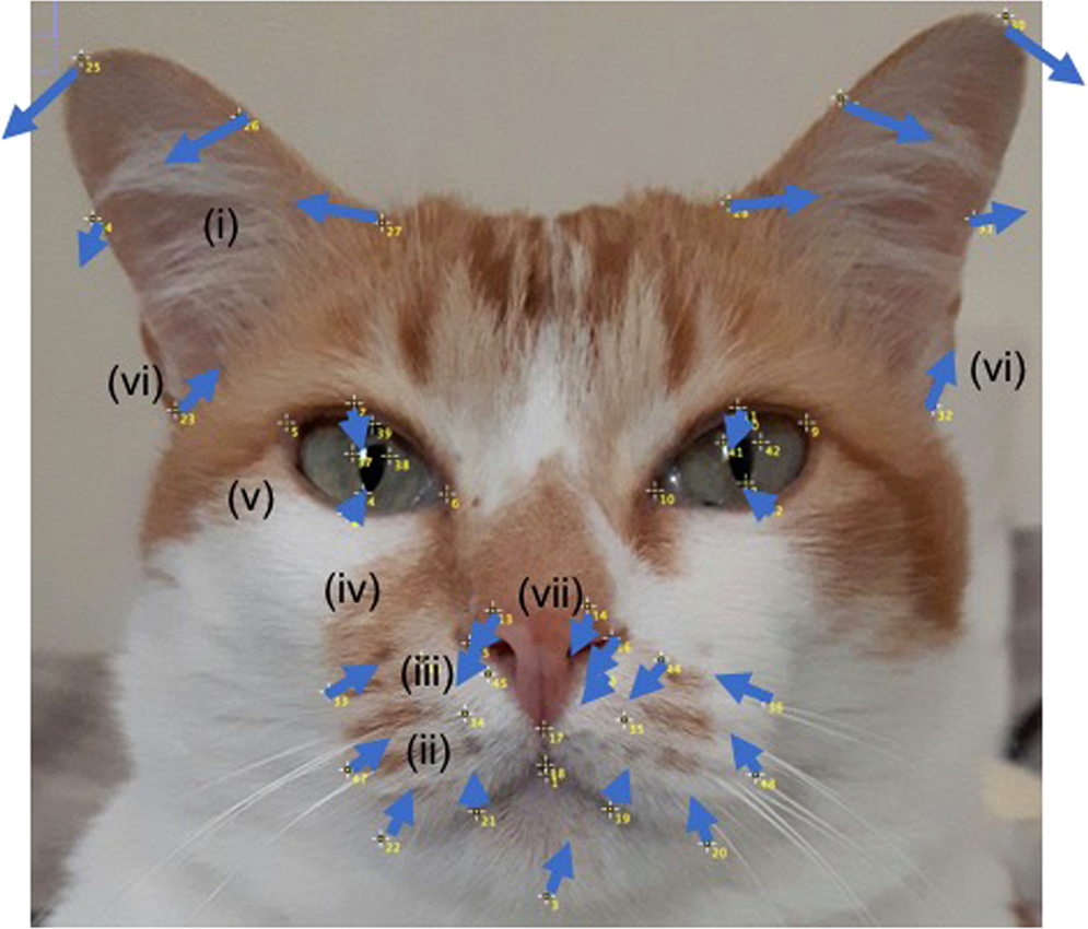 Geometric morphometrics for the study of facial expressions in non-human  animals, using the domestic cat as an exemplar | Scientific Reports