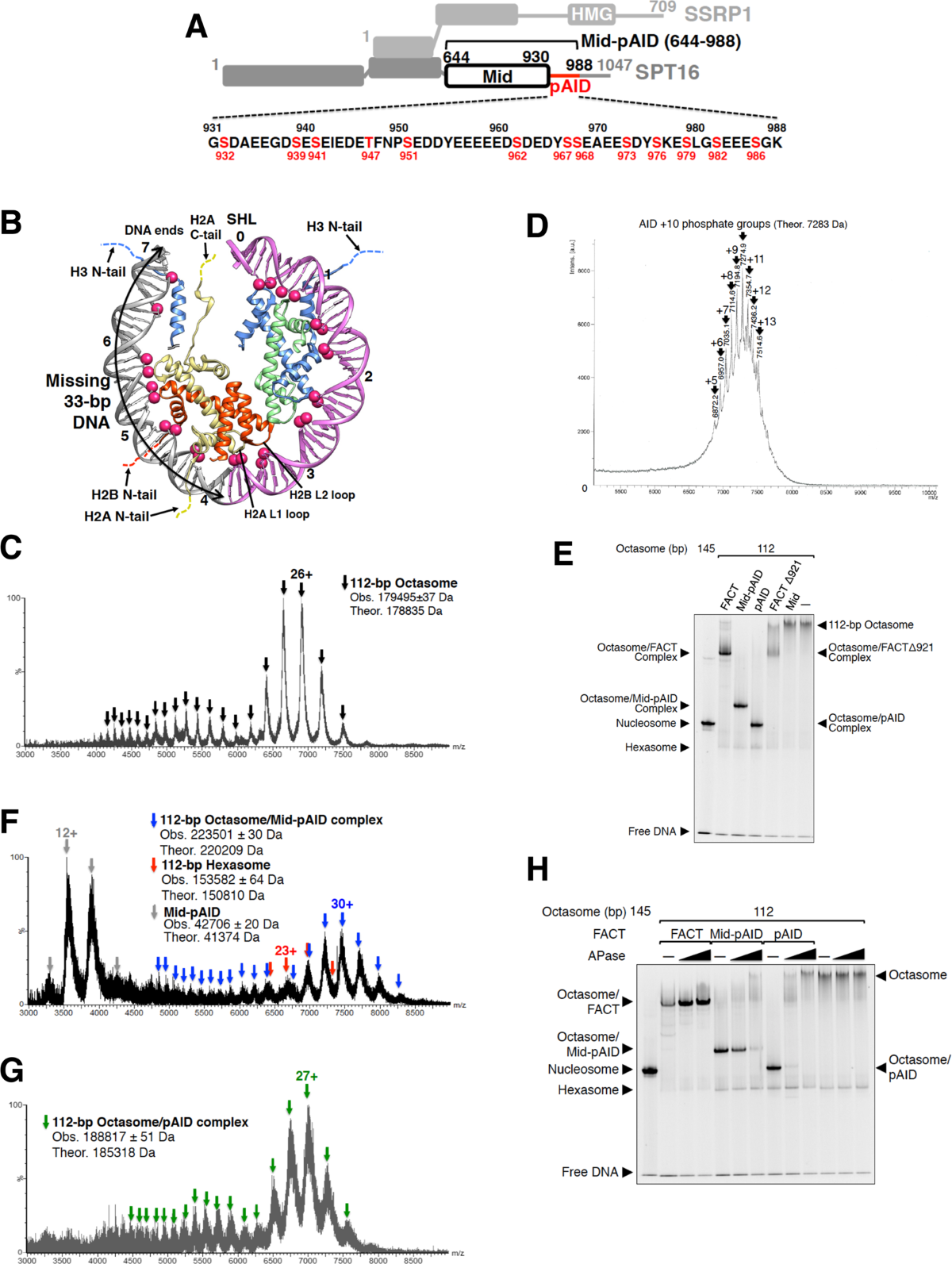 Structural visualization of key steps in nucleosome reorganization by human FACT | Scientific Reports structural-visualization-of-key-steps-in-nucleosome-reorganization-by-human-fact-scientific-reports