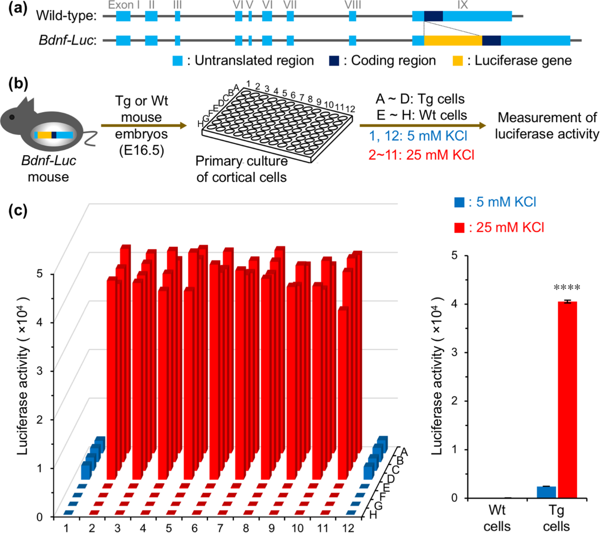 Screening inducers of neuronal BDNF gene transcription using primary  cortical cell cultures from BDNF-luciferase transgenic mice | Scientific  Reports