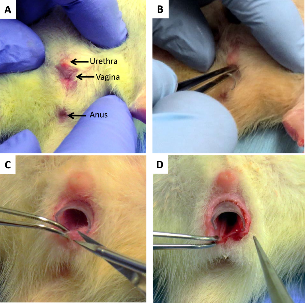 tween open vagina A porous cervical mucus plug leads to preterm birth induced by experimental  vaginal infection in mice: iScience