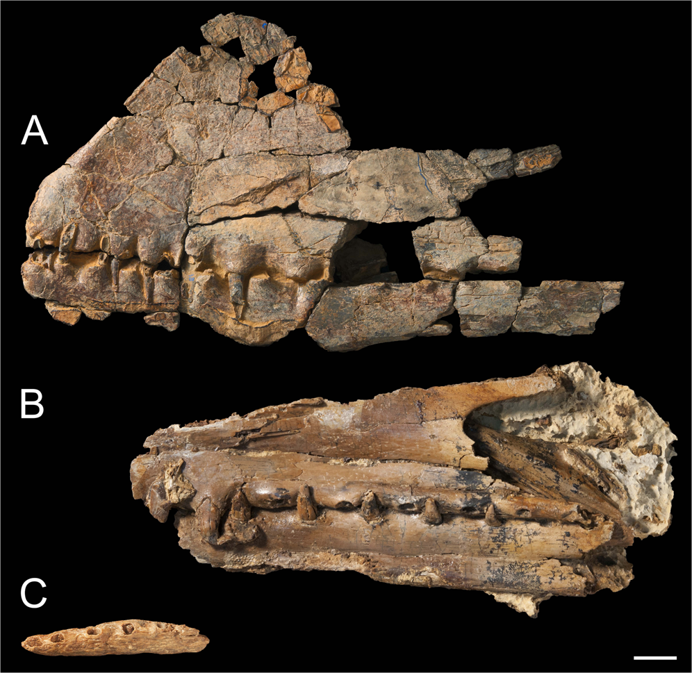 Ferrodraco lentoni gen. et sp. nov., a new ornithocheirid pterosaur from the Winton Formation (Cenomanian–lower Turonian) of Queensland, Australia | Scientific Reports