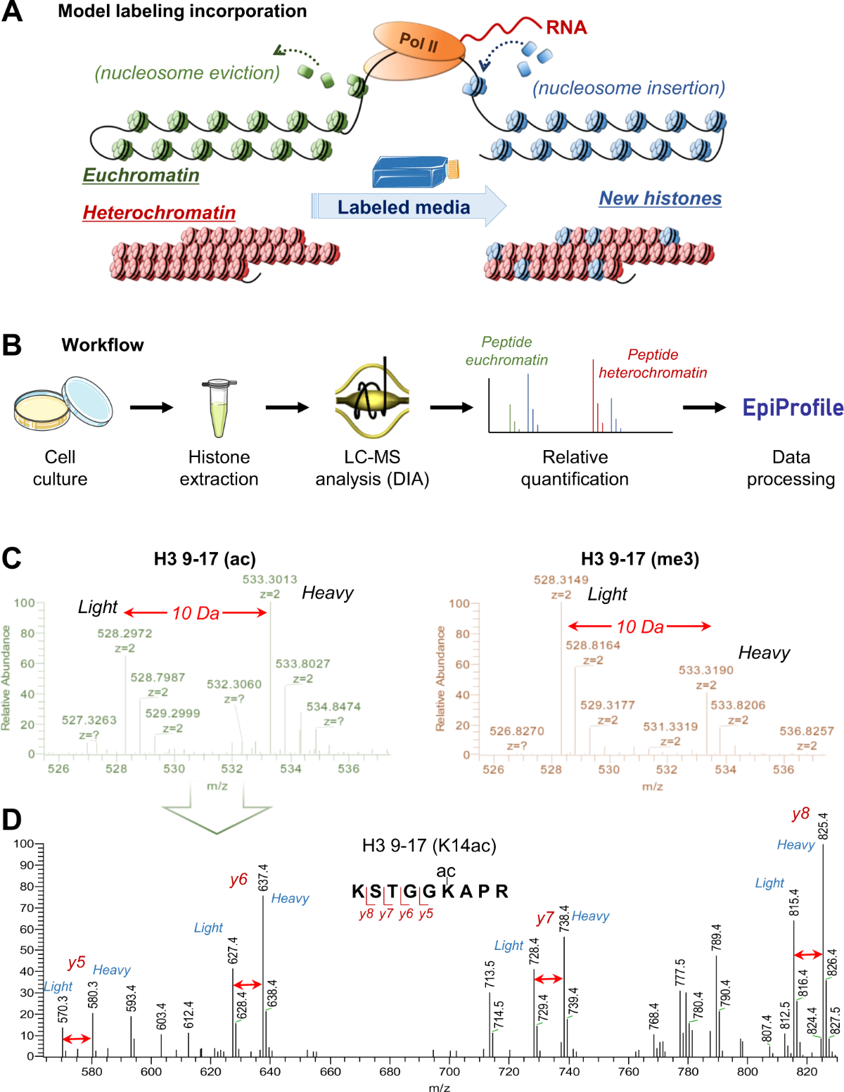 a-mass-spectrometry-based-assay-using-metabolic-labeling-to-rapidly-monitor-chromatin-accessibility-of-modified-histone-proteins-scientific-reports