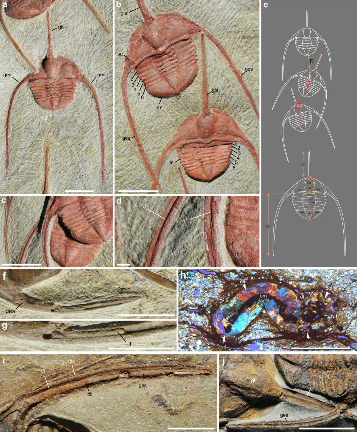 Collective behaviour in 480-million-year-old trilobite arthropods from Morocco | Scientific Reports