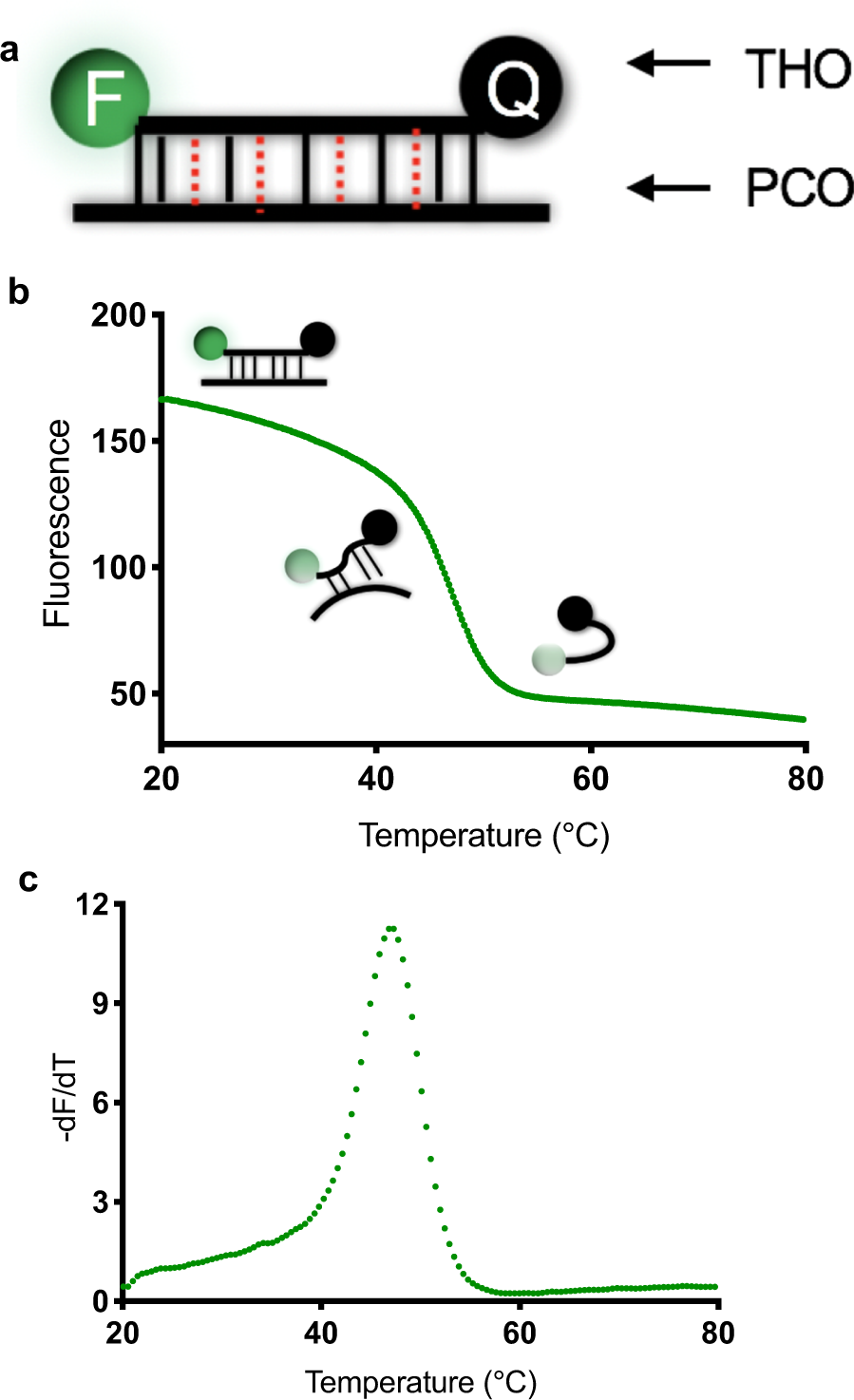 Single-tube, dual channel pentaplexing for the identification of Candida  strains associated with human infection | Scientific Reports