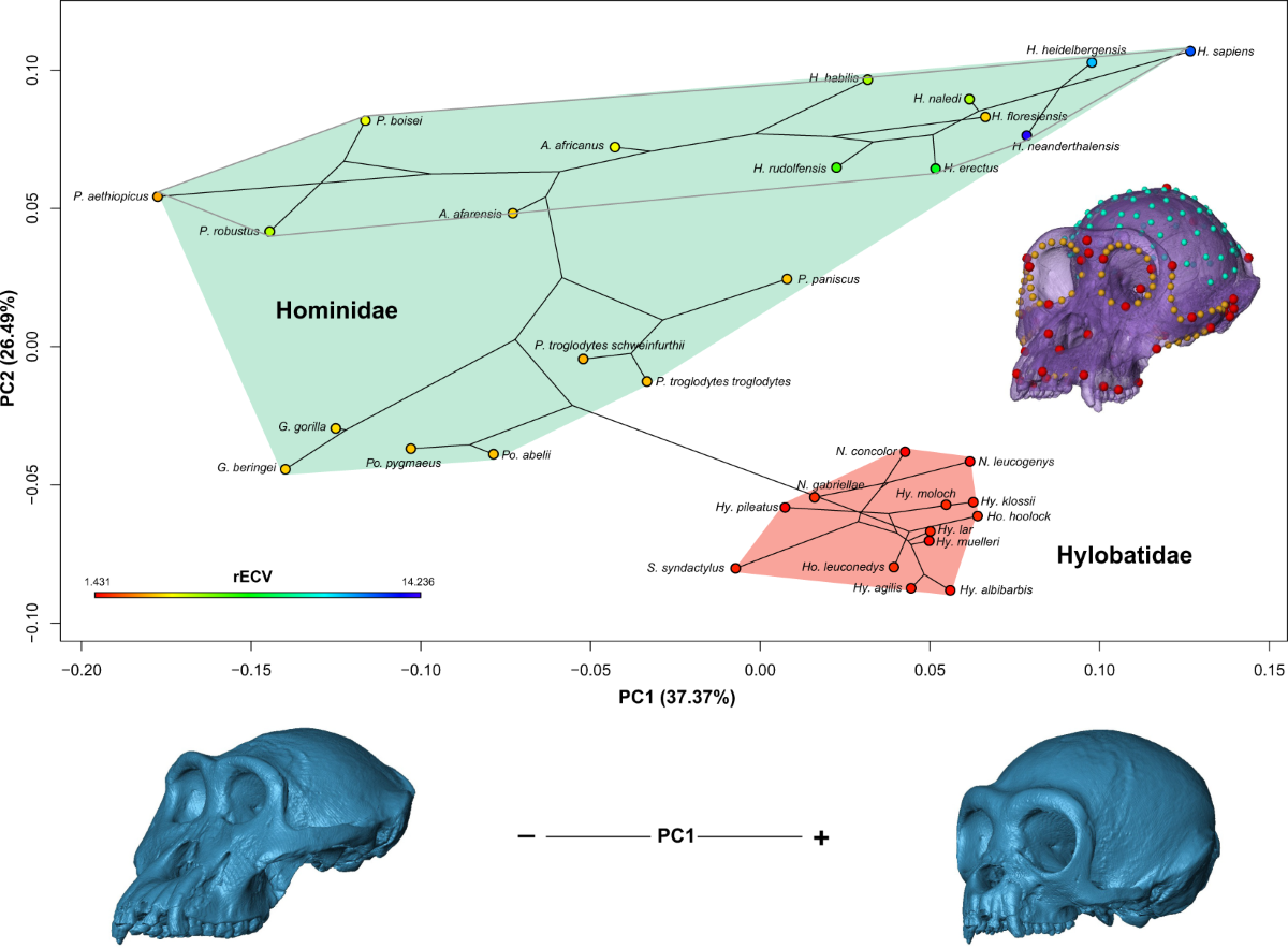 Lab 4 Evidence - BIOL 123 Lab Manual, image size:1200x883