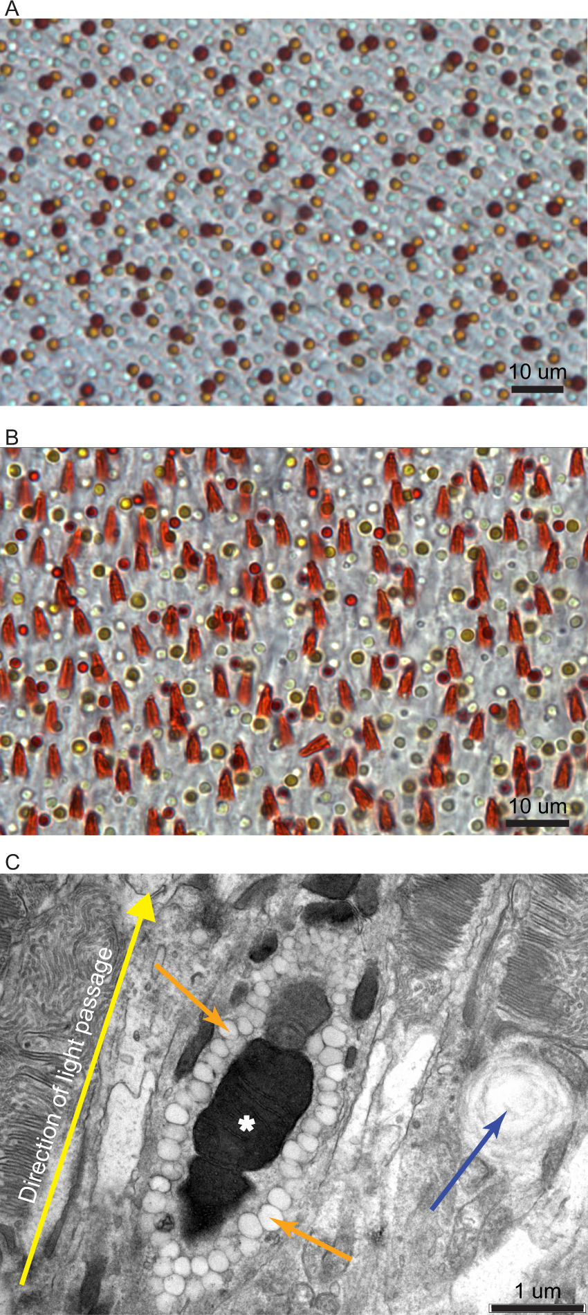 AAV Wildlife Cases - Association of Avian Veterinarians, image size:850x1900