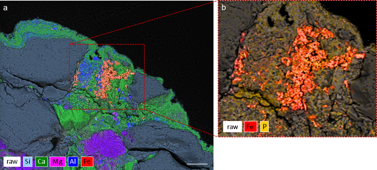 Hunter-Gatherers Harvested and Heated Microbial Biogenic Iron Oxides to  Produce Rock Art Pigment