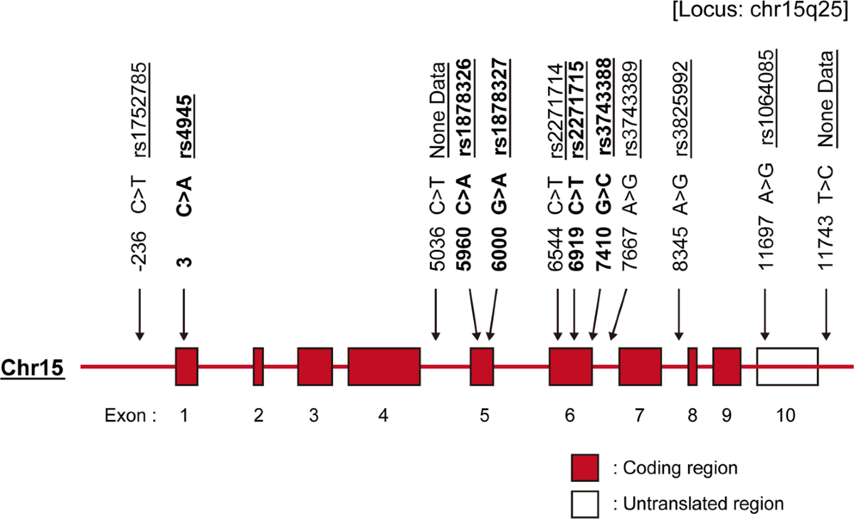 Polymorphisms of MFGE8 are associated with susceptibility and clinical  manifestations through gene expression modulation in Koreans with systemic  lupus erythematosus | Scientific Reports