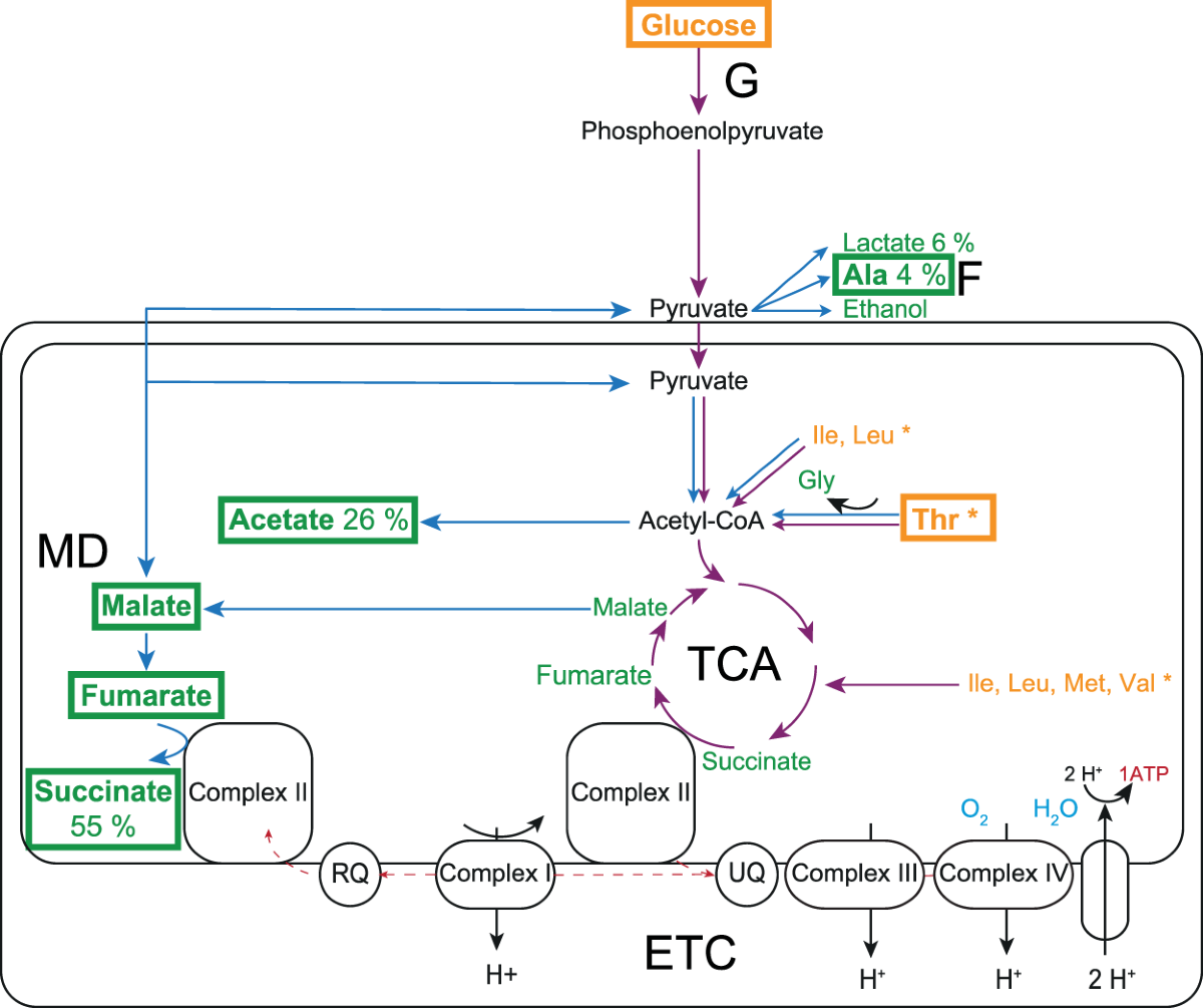 Resin Echinococcus Granulosus Biology Lab Models at ₹ 1499/piece in Ambala, image size:1200x1005