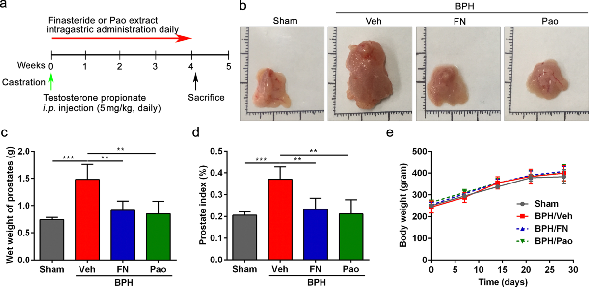 Pao Pereira Extract Attenuates Testosterone-Induced Benign Prostatic  Hyperplasia in Rats by inhibiting 5-Reductase | Scientific Reports