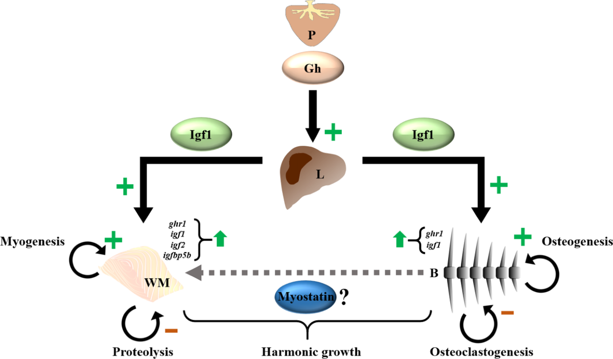 Regulatory mechanisms involved in muscle and bone remodeling during refeeding in gilthead sea bream