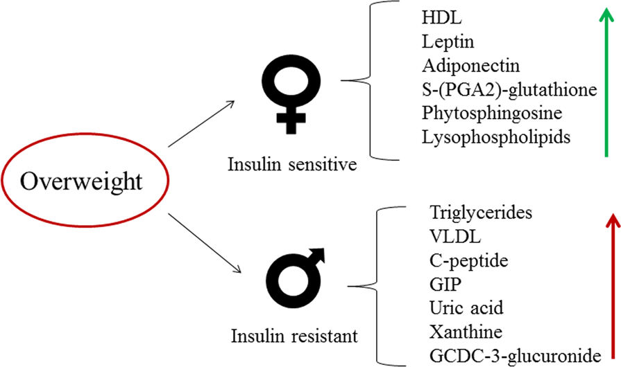 Postprandial Metabolism is Impaired in Overweight Normoglycemic Young  Adults without Family History of Diabetes
