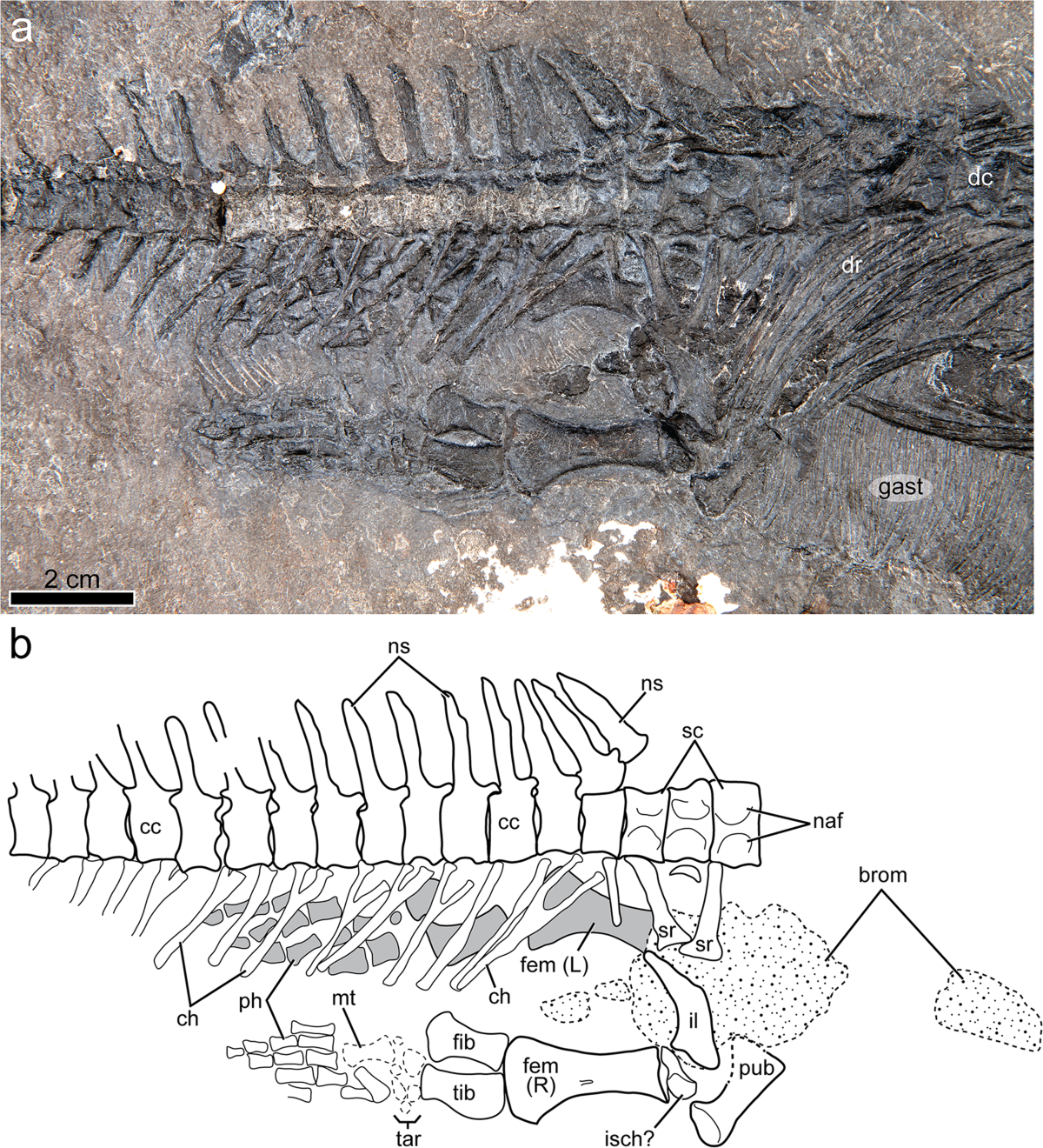 Dinocephalosaurus orientalis Li, 2003: a remarkable marine archosauromorph  from the Middle Triassic of southwestern China | Earth and Environmental  Science Transactions of The Royal Society of Edinburgh | Cambridge Core, image size:1200x1320