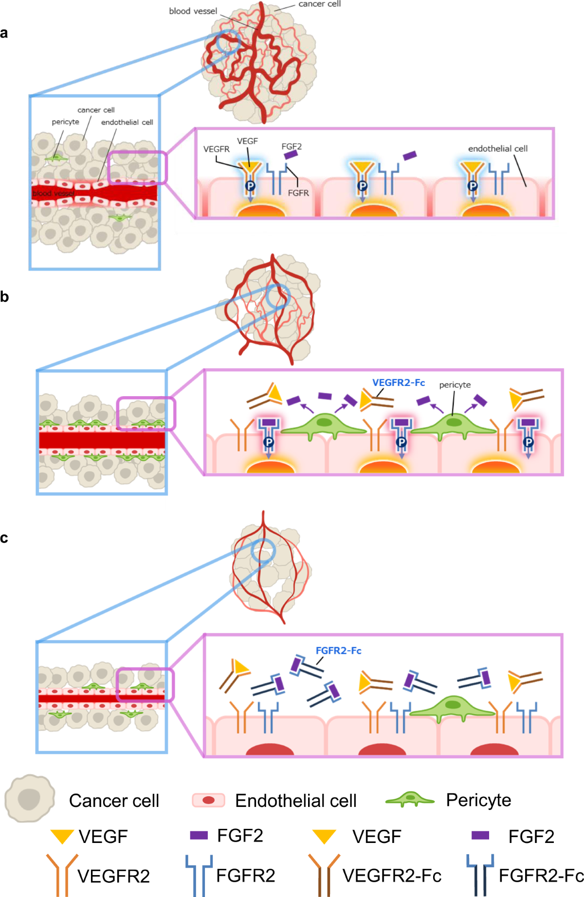 ghk-cu upregulates vegf fgf Overview of Short Peptides for Hair Loss Peptide-enriched hydrogel formulation for sensitive