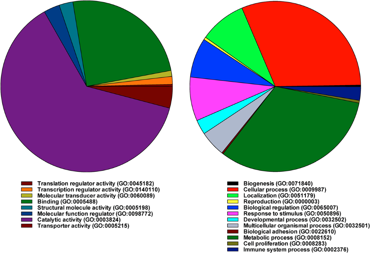 how many peptide bonds are present in glutathione Glutathione: A small molecule with big sense
