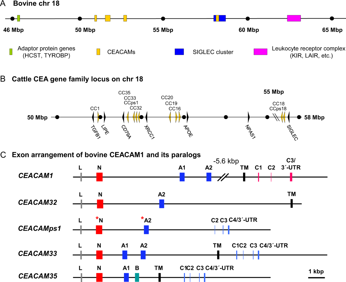 Natural selection supports escape from concerted evolution of a recently  duplicated CEACAM1 paralog in the ruminant CEA gene family | Scientific  Reports