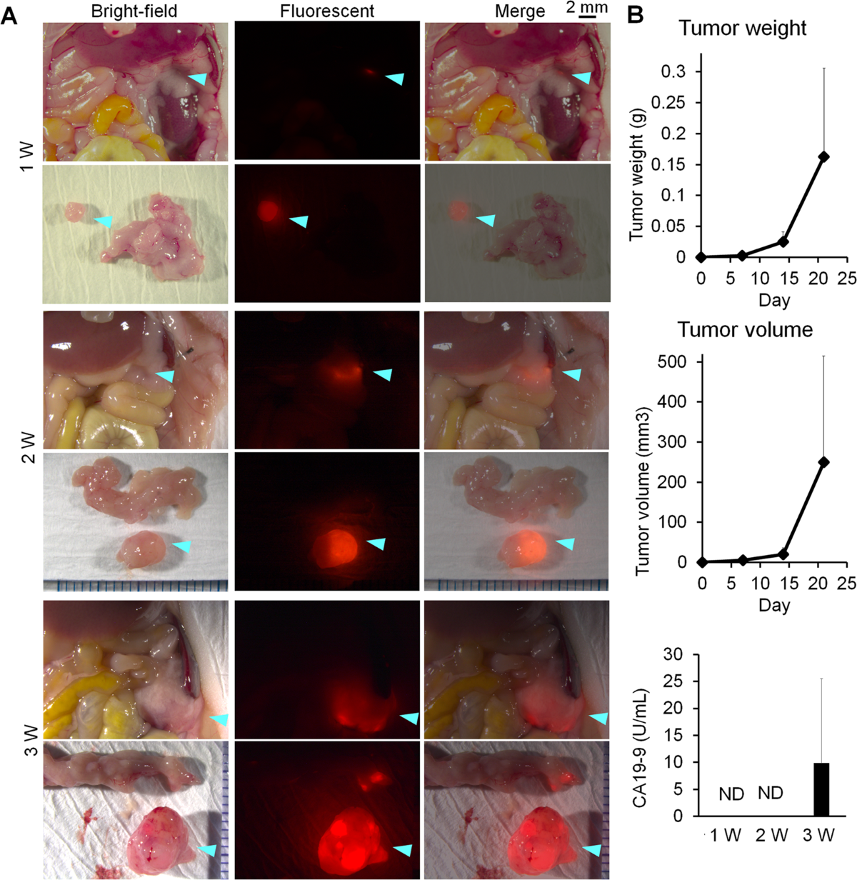 Immuno-OpenPET: a novel approach for early diagnosis and image-guided  surgery for small resectable pancreatic cancer | Scientific Reports