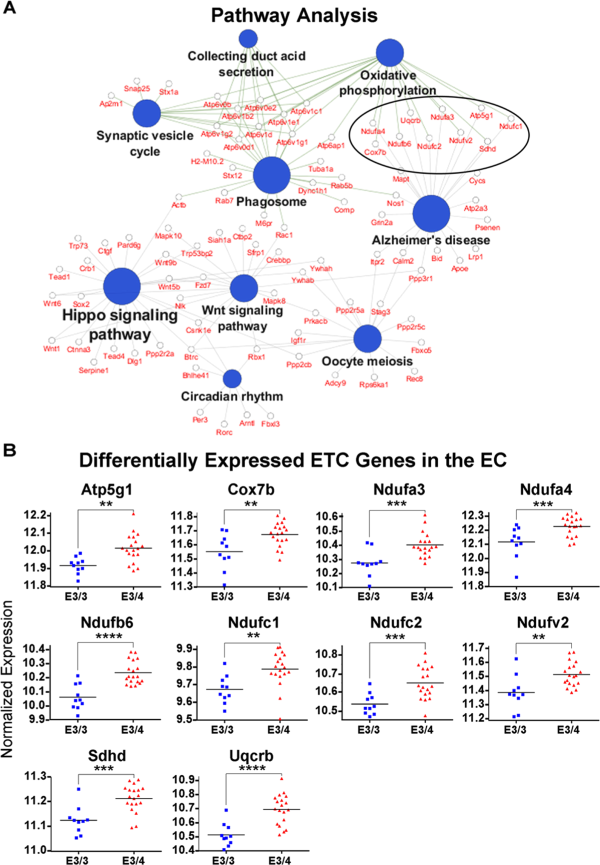 glutathione polymorphism and apoe4 is Associated with Differential Regional Vulnerability to Bioenergetic Deficits in Aged APOE Mice ✨ Get ready to format-softgels Bottle:3 Bottle Spray Reship