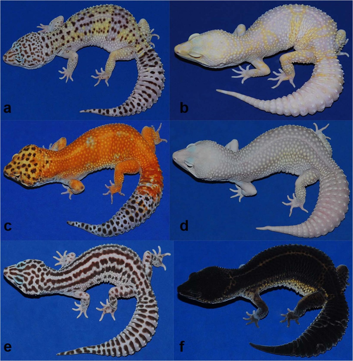 Iridophoroma associated with the Lemon Frost colour morph of the leopard  gecko (Eublepharis macularius) | Scientific Reports, image size:1200x1226
