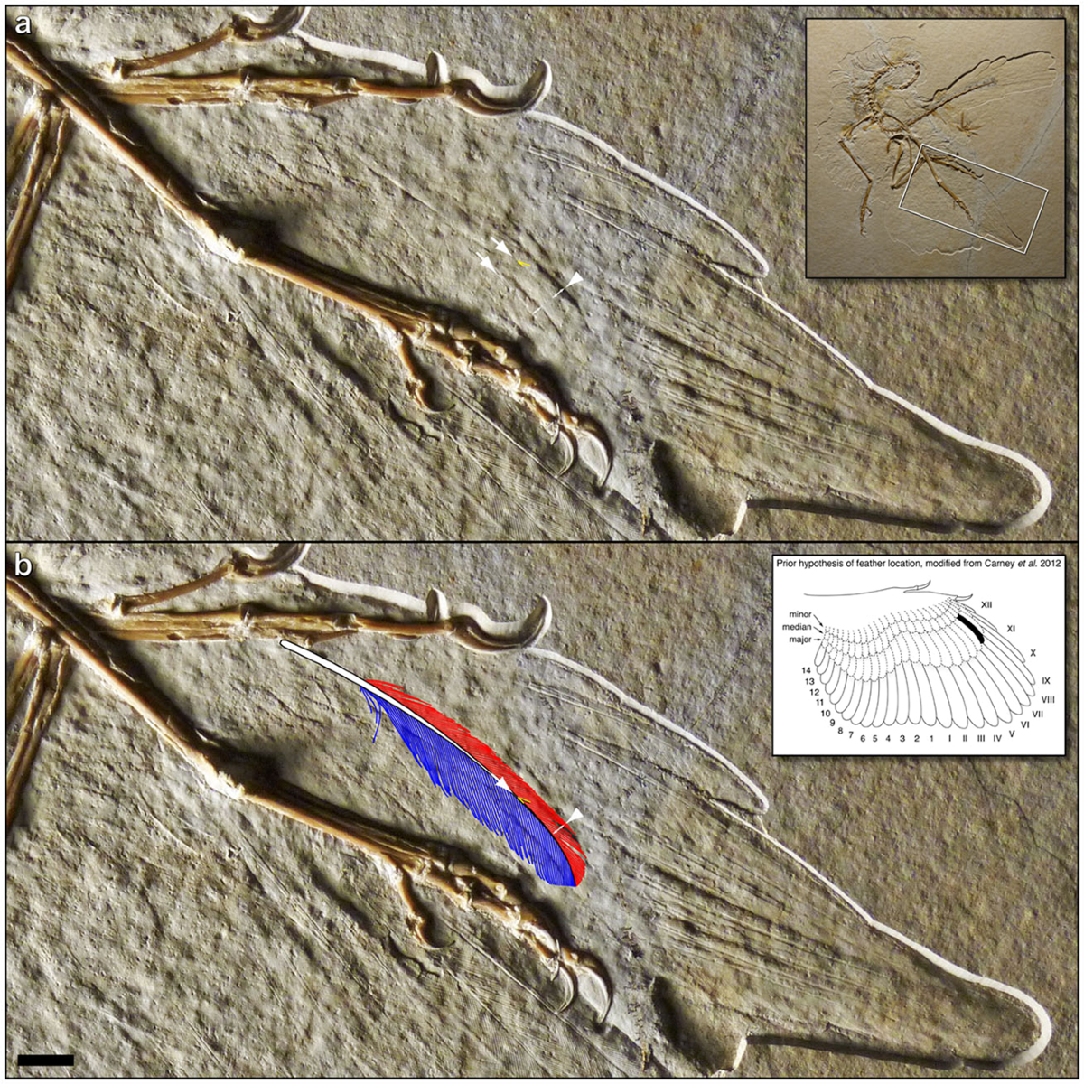 Indian Feather fossil ヘッド B イーグル羽根の化石 Beipaiosaurus 