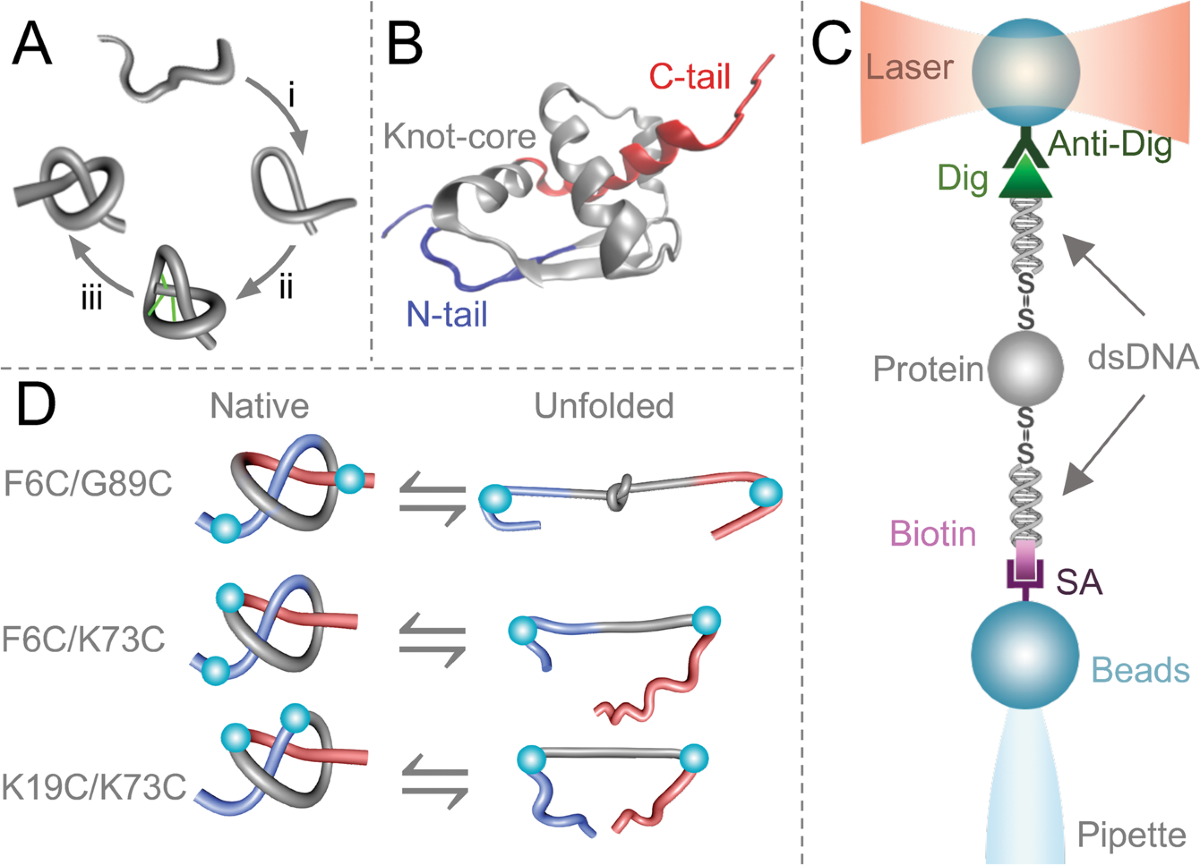 Mechanical unfolding of a knotted protein unveils the kinetic and