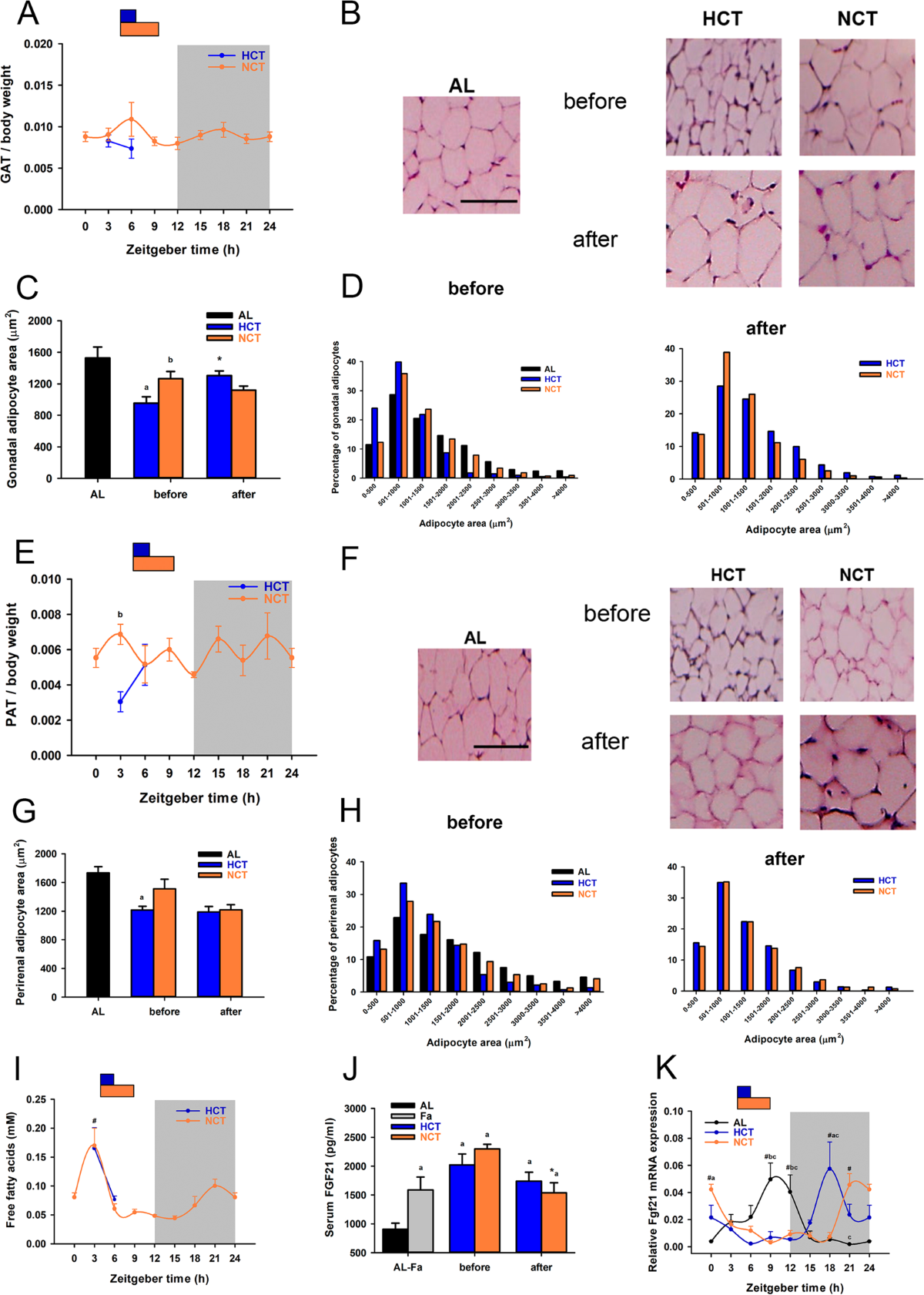 Synchronization of the circadian clock by time restricted feeding  